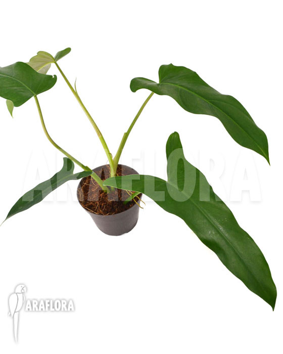 Philodendron atabapoense ‚M‘