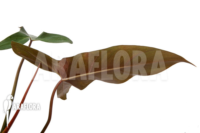 Philodendron atabapoense cutting ‚S‘