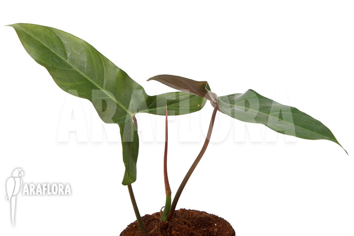 Philodendron atabapoense cutting ‚S‘