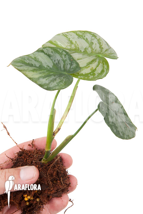 Philodendron brandtianum