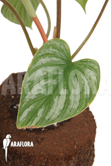 Philodendron brandtianum ‚L‘