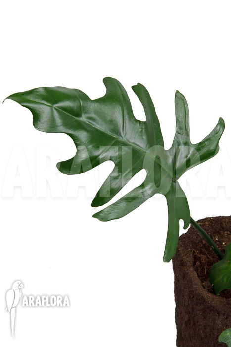Philodendron elegans ‚M‘