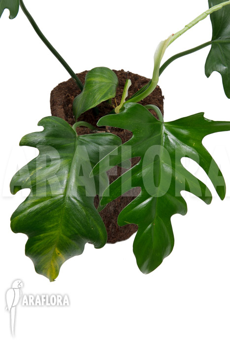 Philodendron elegans ‚M‘