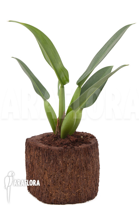 Philodendron ‚Fatboy‘