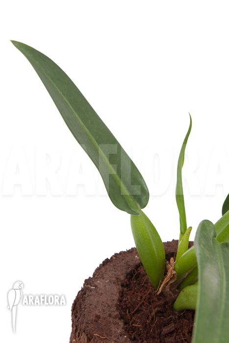 Philodendron ‚Fatboy‘