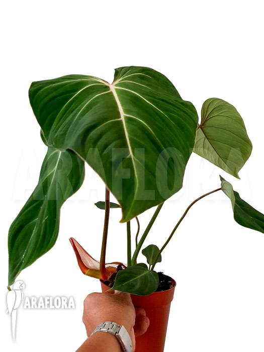 Philodendron gloriosum