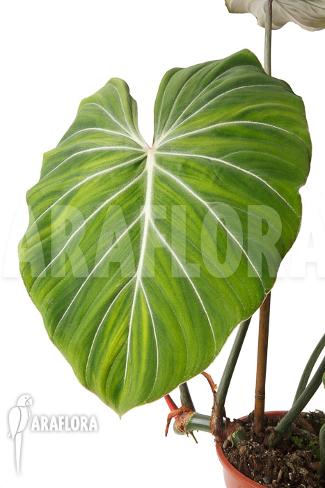 Philodendron gloriosum ‚B‘  ‚L‘