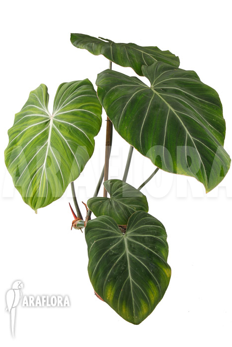 Philodendron gloriosum ‚B‘  ‚L‘