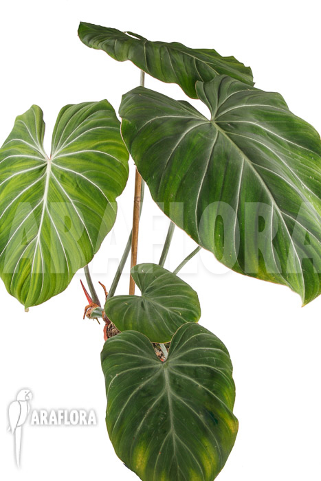 Philodendron gloriosum ‚B‘  ‚XL‘