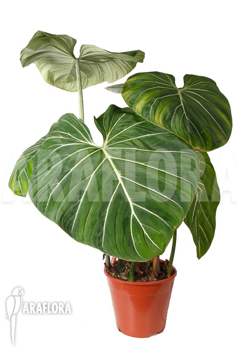 Philodendron gloriosum ‚B‘  ‚XL‘