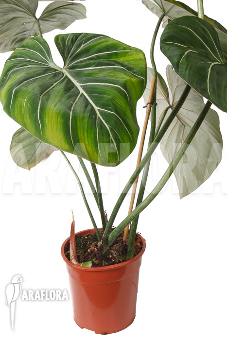 Philodendron gloriosum ‚B‘  ‚XL‘