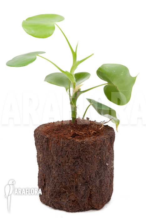 Philodendron grazielae