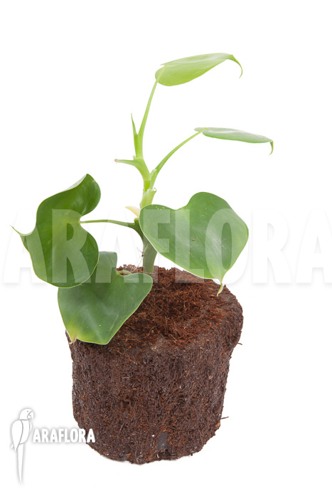Philodendron grazielae
