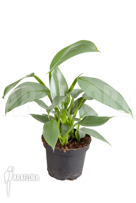 Philodendron hastatum Silver Sword ‚M‘