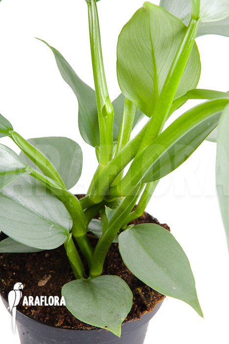 Philodendron hastatum Silver Sword ‚M‘