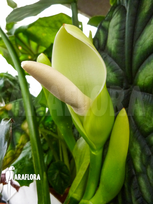 Flower Philodendron hastatum ‚Silver Sword flower