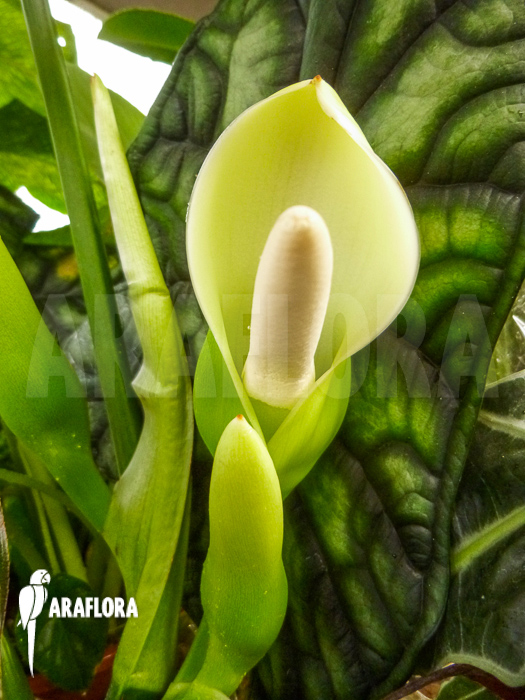 Flower Philodendron hastatum ‚Silver Sword flower