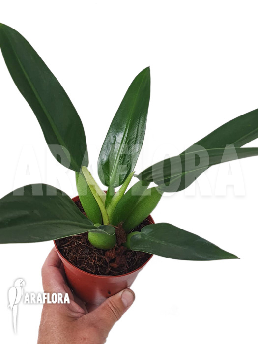 Philodendron martianum ’starter‘