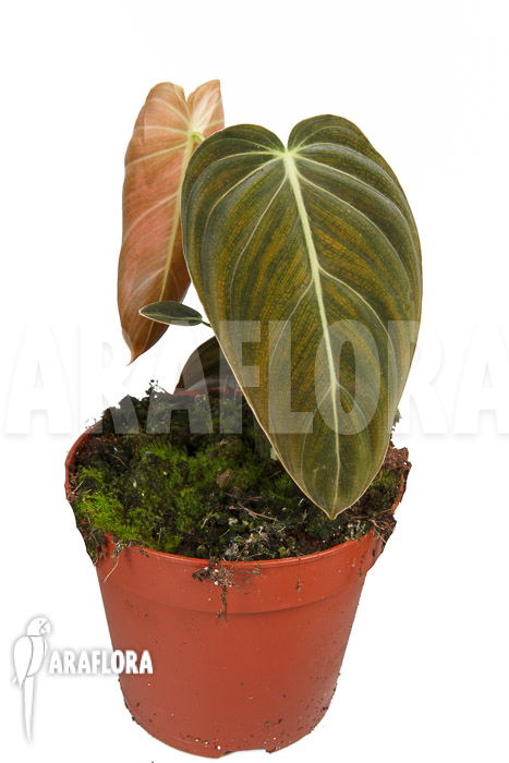 Philodendron melanochrysum M
