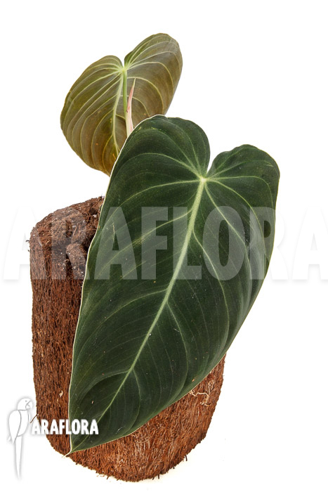 Philodendron melanochrysum Starter