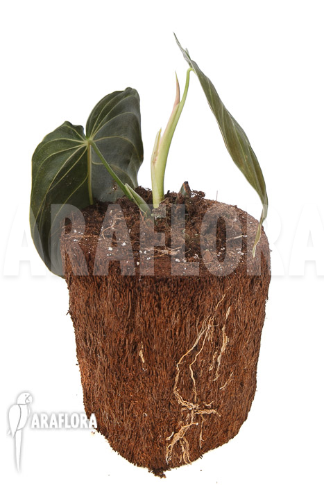 Philodendron melanochrysum Starter