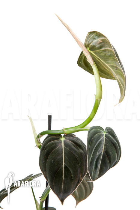 Philodendron micans ‚L‘