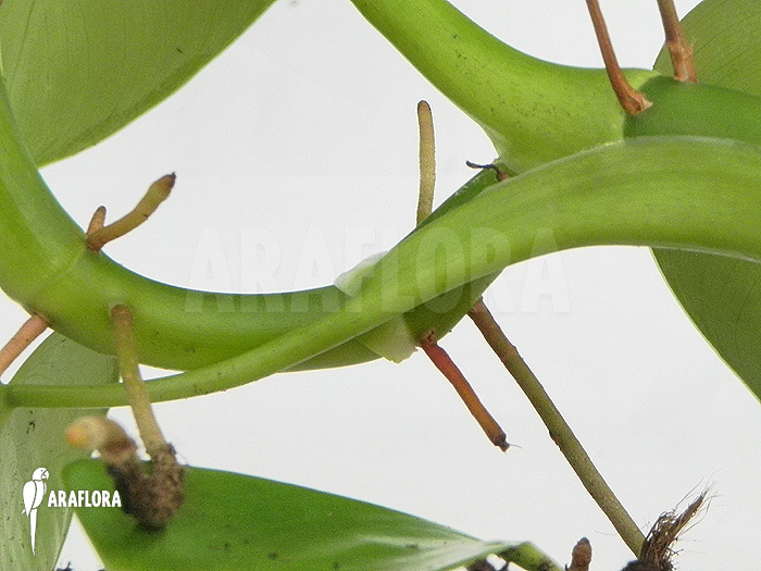 Philodendron microsticum