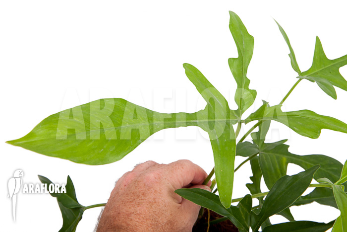 Philodendron pedatum ‚glad hands‘