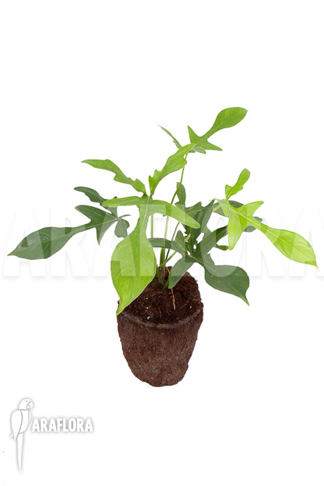 Philodendron pedatum ‚glad hands‘