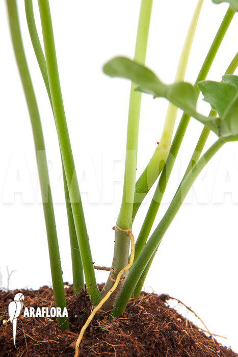 Philodendron pedatum ‚glad hands‘