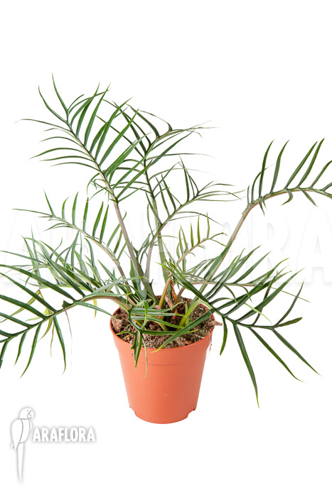 Philodendron polypodioides (tortum) L