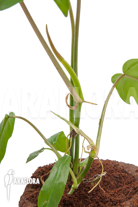 Philodendron radiatum