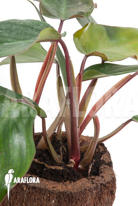 Philodendron ruby