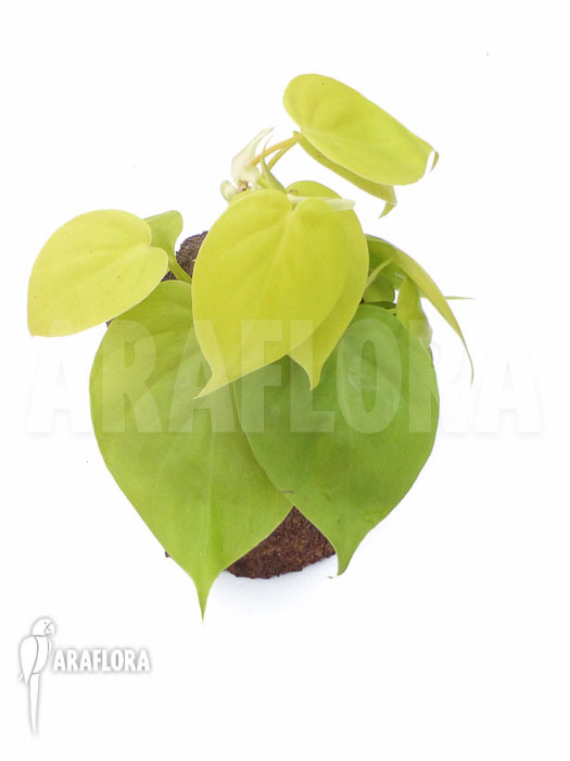 Philodendron scandens ‚Yellow‘