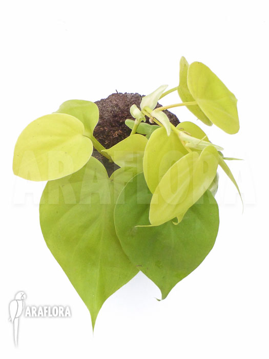 Philodendron scandens ‚Yellow‘