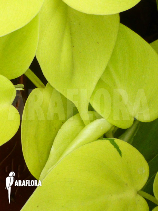 Philodendron scandens ‚Yellow‘