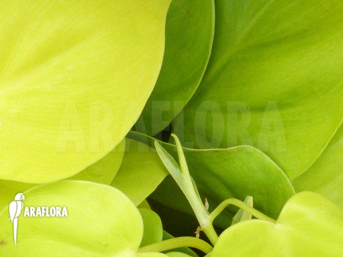 Philodendron scandens ‚Yellow‘