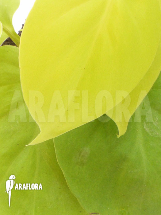 Philodendron scandens ‚Yellow‘