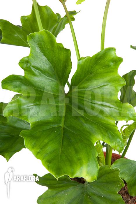 Philodendron selloum ‚Hope‘