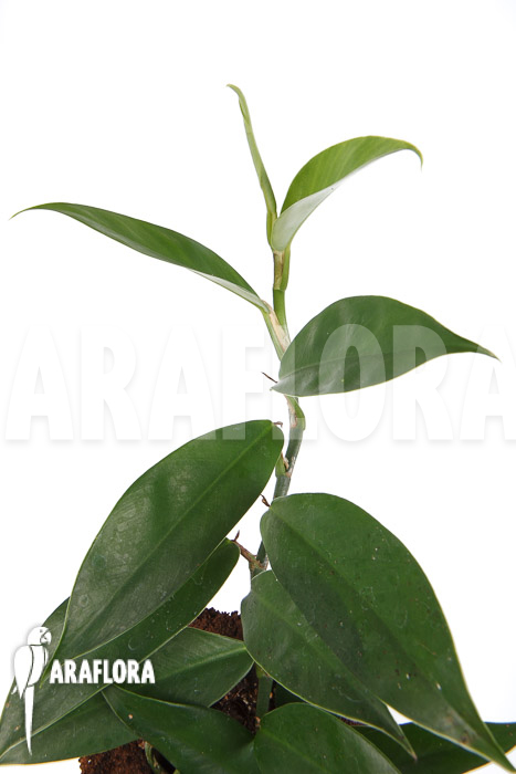 Philodendron serpens