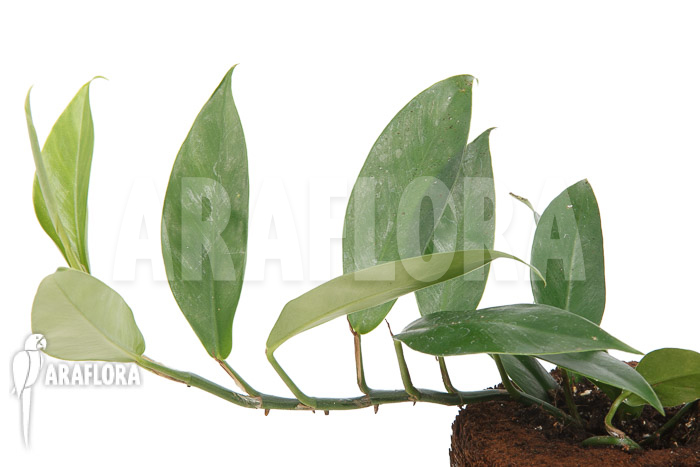 Philodendron serpens