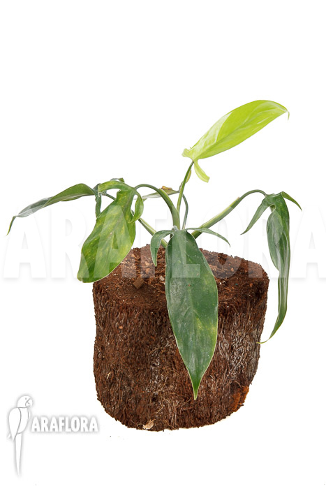 Philodendron sp Colombia