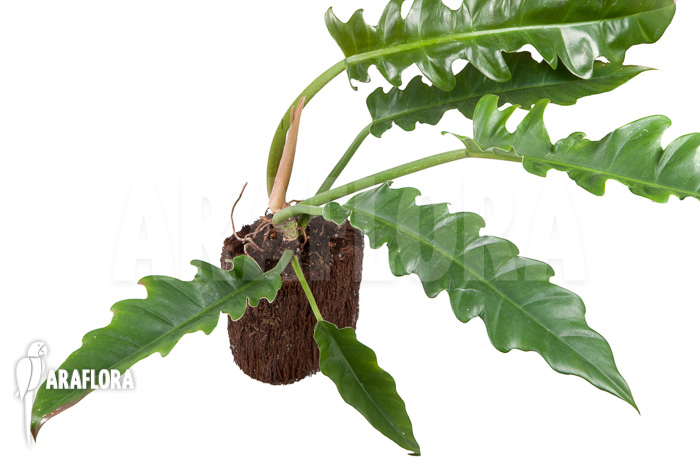 Philodendron species Narrow ‚Starter‘