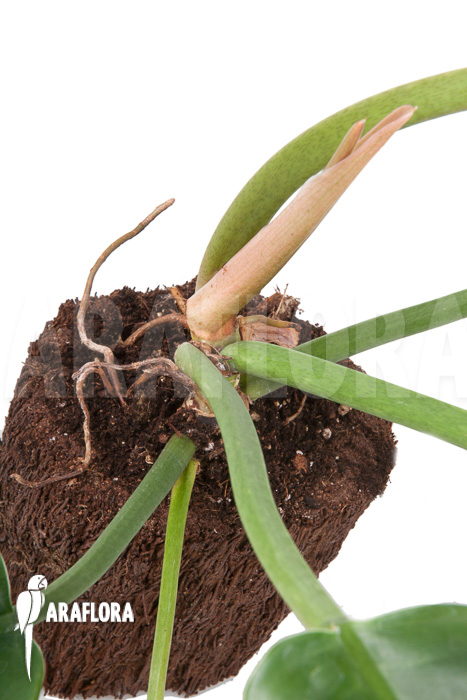 Philodendron species Narrow ‚Starter‘