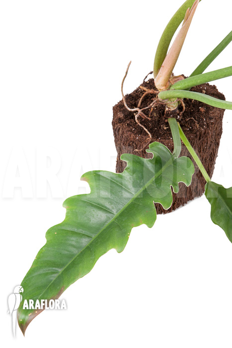 Philodendron species Narrow ‚Starter‘