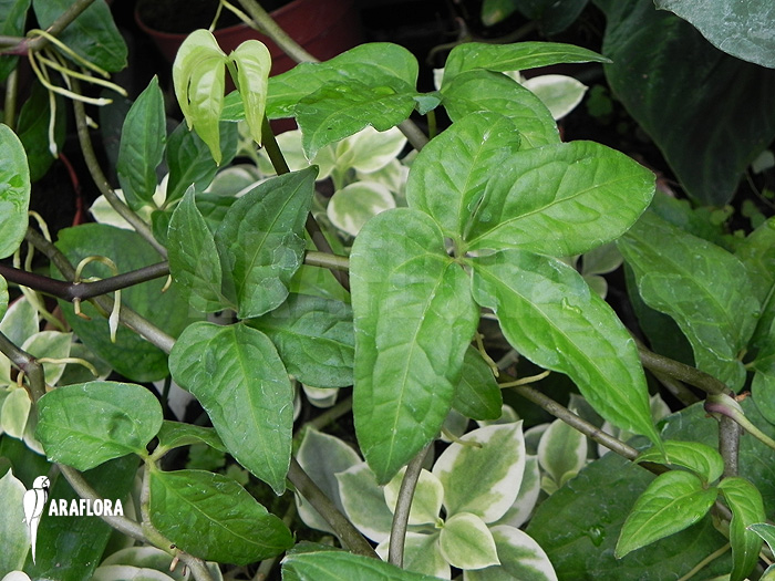 Philodendron species mini ‚Costa Rica‘