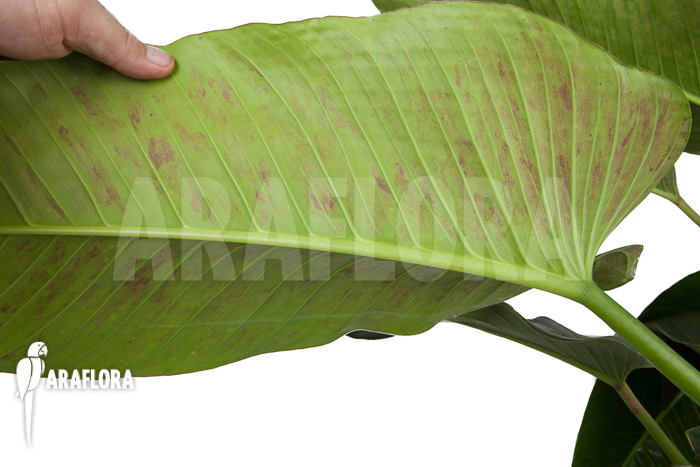 Philodendron species tilaran