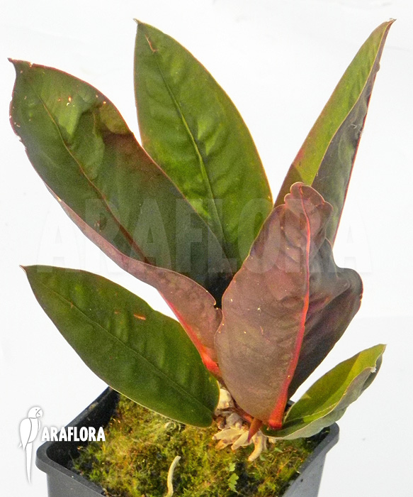 Philodendron superbum