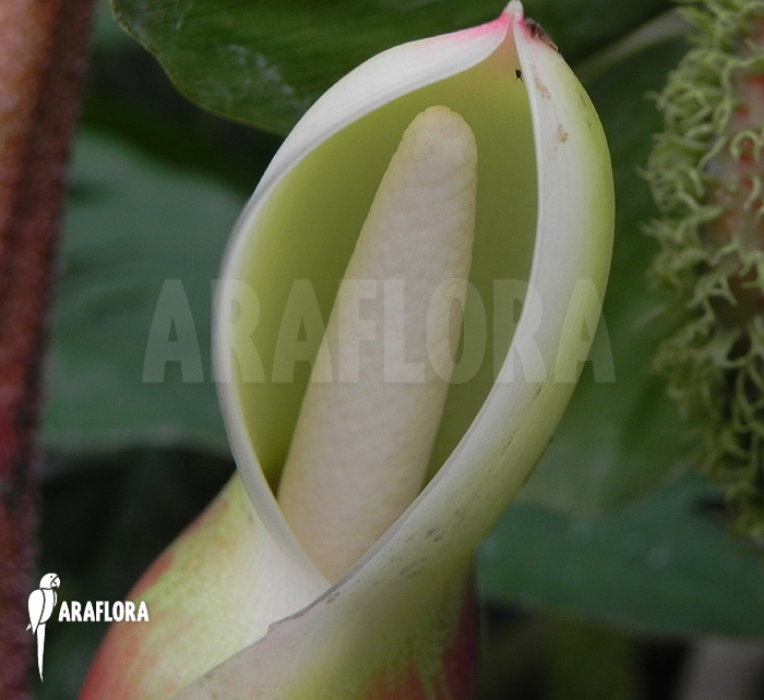 Philodendron verrucosum