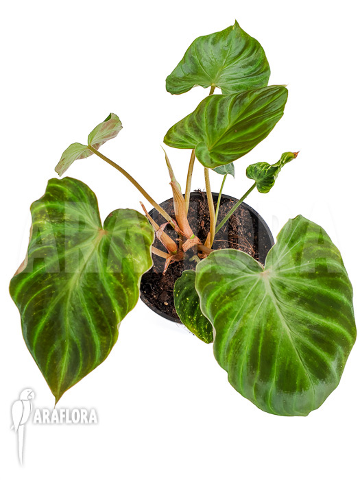 Philodendron verrucosum
